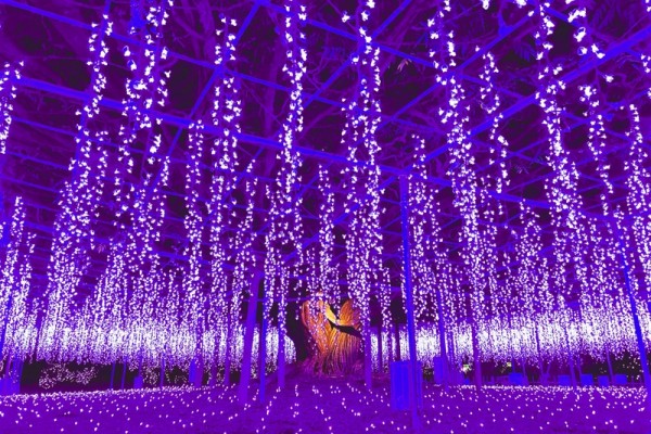 あしかがフラワーパークの「光の花の庭　フラワーファンタジー2025」